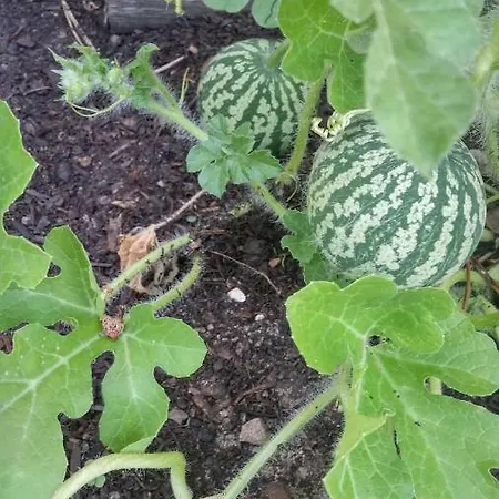 Le Relais De La Praya Bed & Breakfast