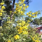 Bed & Breakfast Le Relais De La Praya Lege-Cap-Ferret
