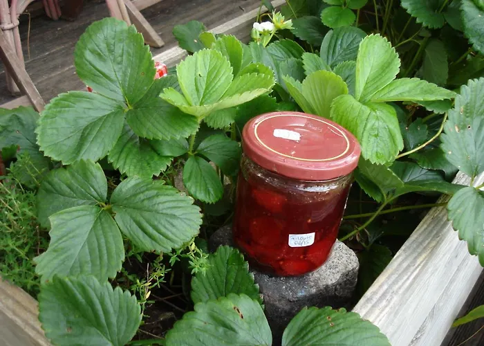 Bed & Breakfast Le Relais De La Praya Bélisaire