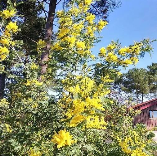 Bed & Breakfast Le Relais De La Praya Bélisaire